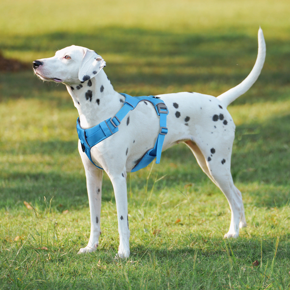 Harnais de sécurité pour chien